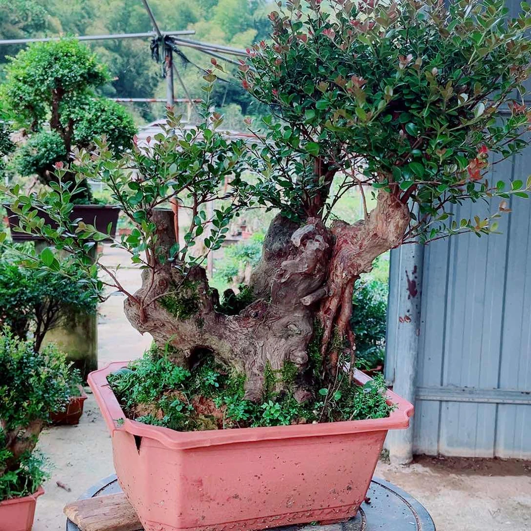 赤楠赤楠赤楠赤楠