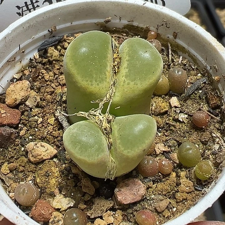 776号特价风铃多肉植物