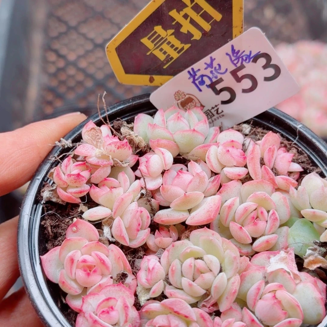 多肉植物多肉植物