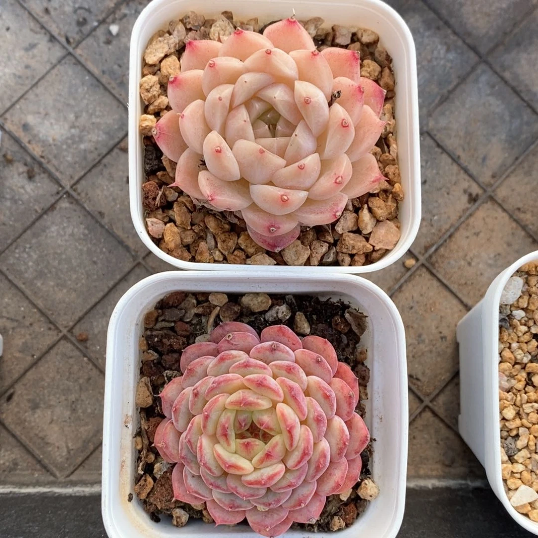 精品多肉一物一拍91