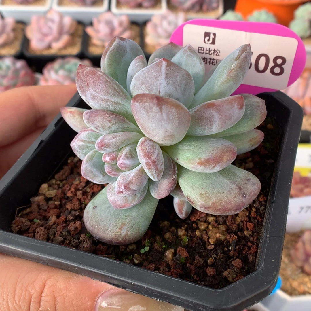 508三头细雨石化多肉植物