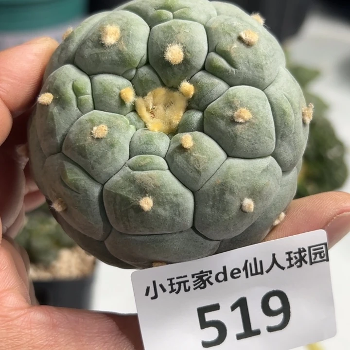 519仙人球的故事是