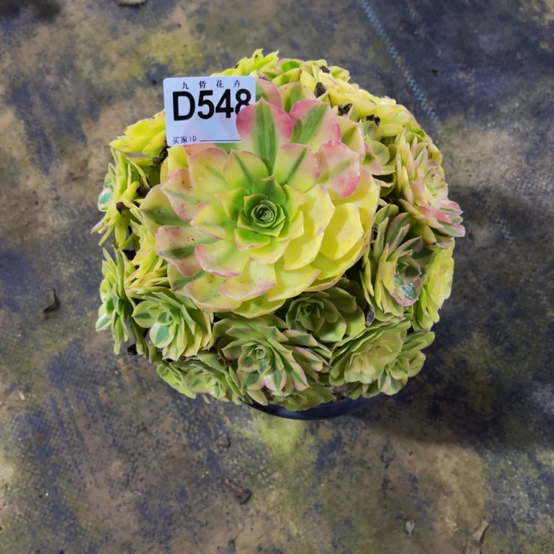 54800雨荷妖庄福利