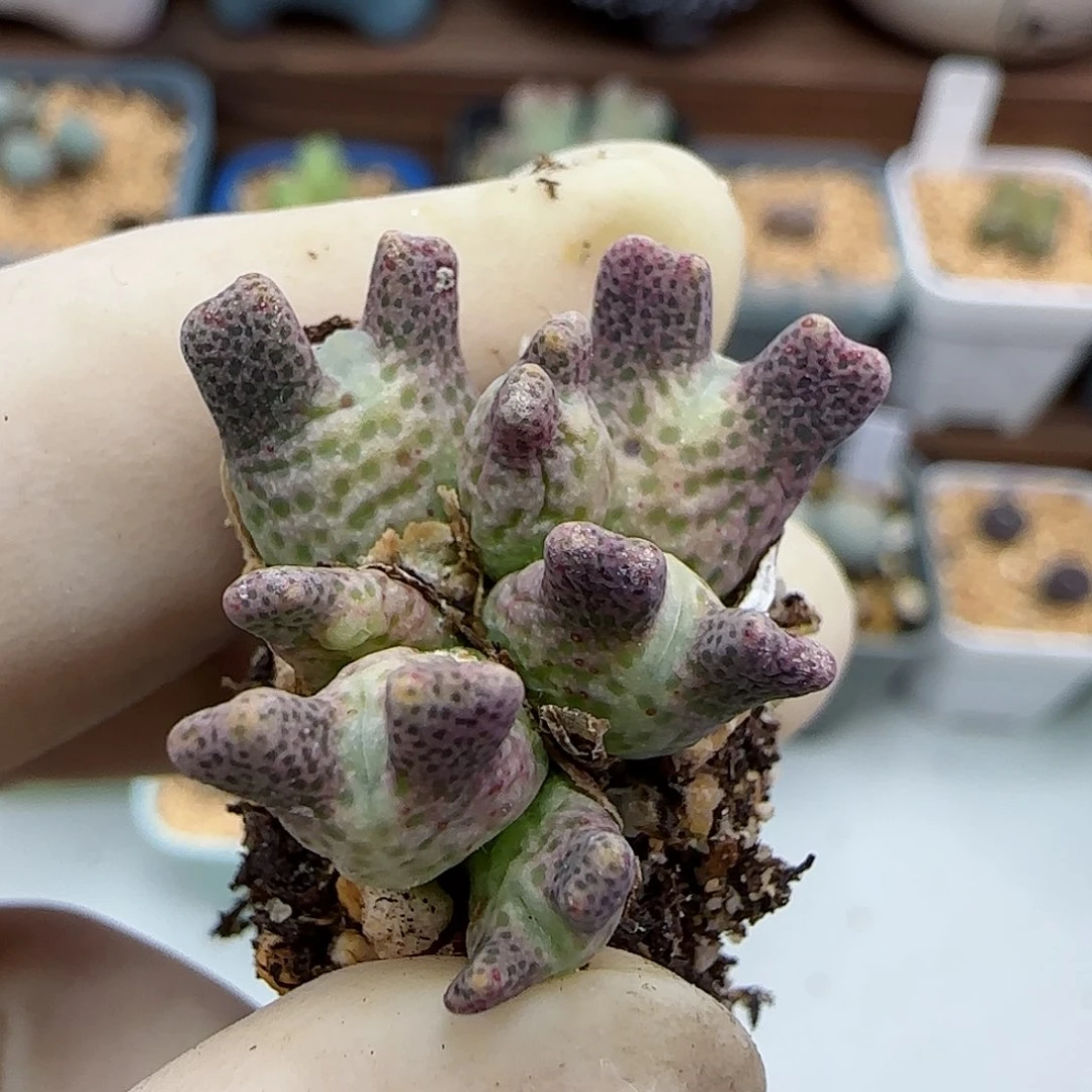 大*头517鹿角斑马福利