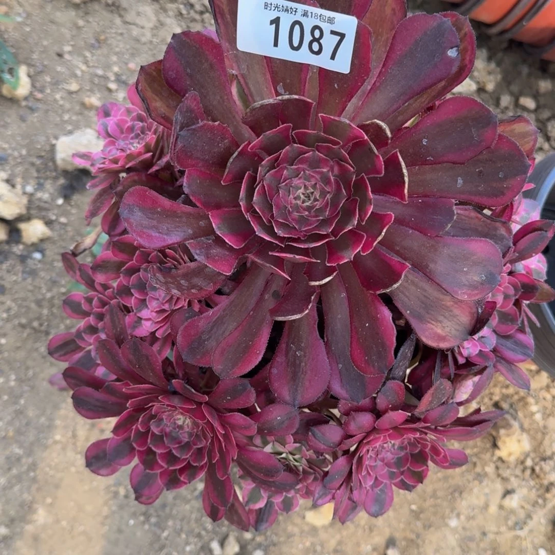 1087红铜白多肉植物