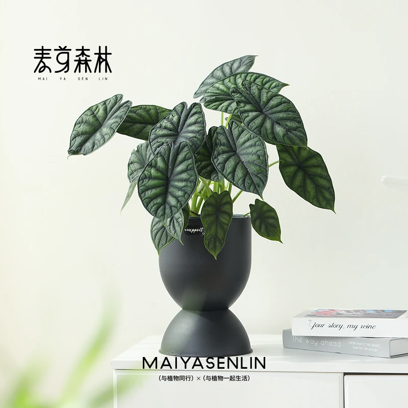 龙鳞神盾海芋网红稀有进口北欧桌面观叶植物室内盆栽好养热植绿植