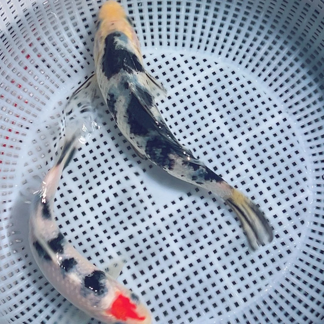 锦鲤锦鲤观赏鱼1111