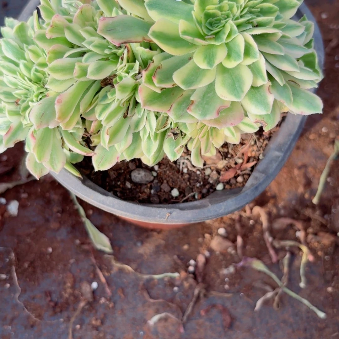 我4122 号多肉法师新年特价