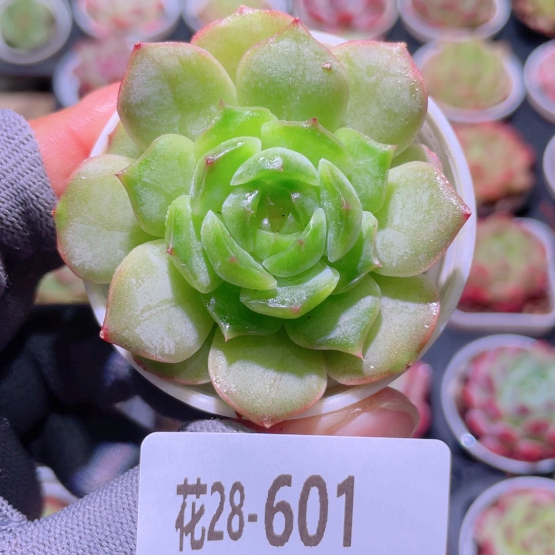 花利美28-601新品