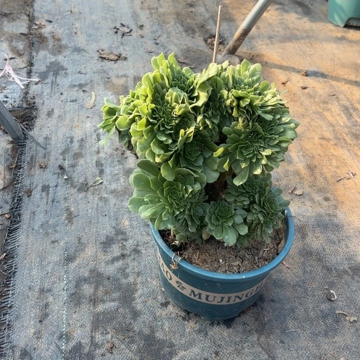 54绿羊绒缀多肉多肉