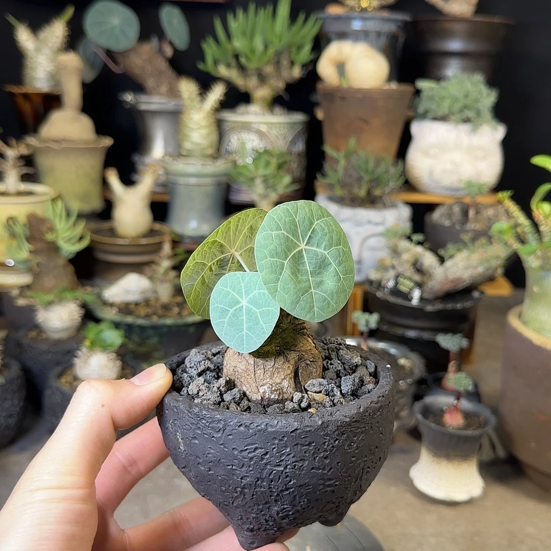 一物一拍老家一叶龟160