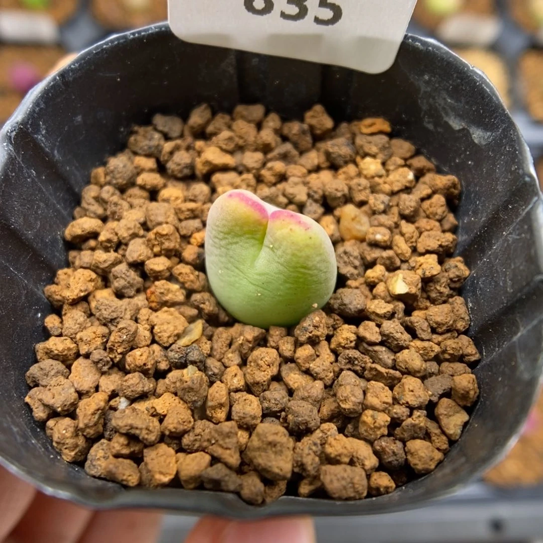 多肉植物肉锥杂交K-835