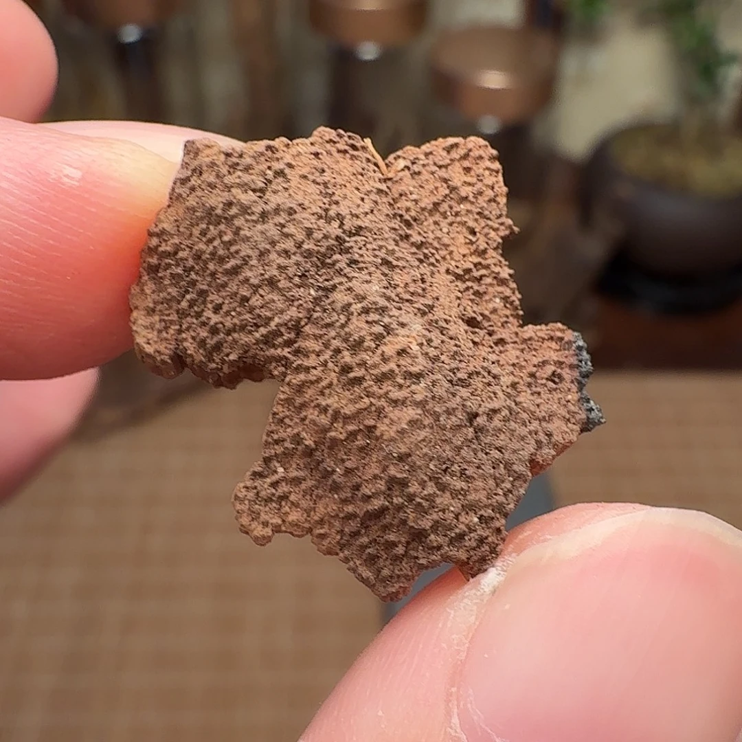 沉香香港鸡母虫漏