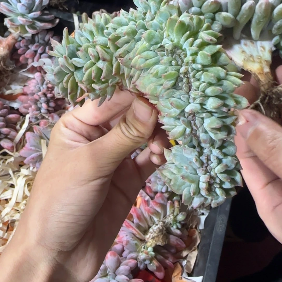风***止琥珀缀化一物一拍