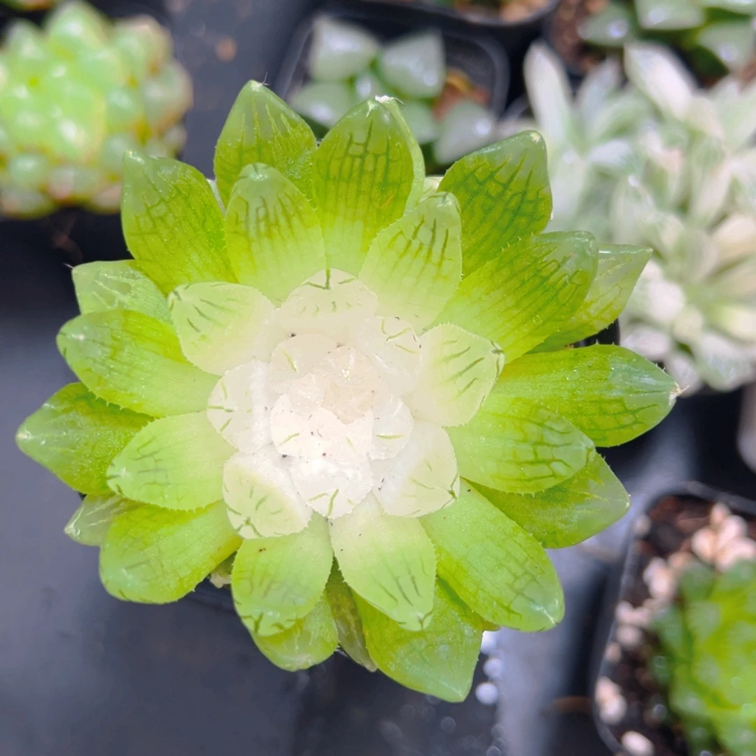 白娘子多肉多肉多肉