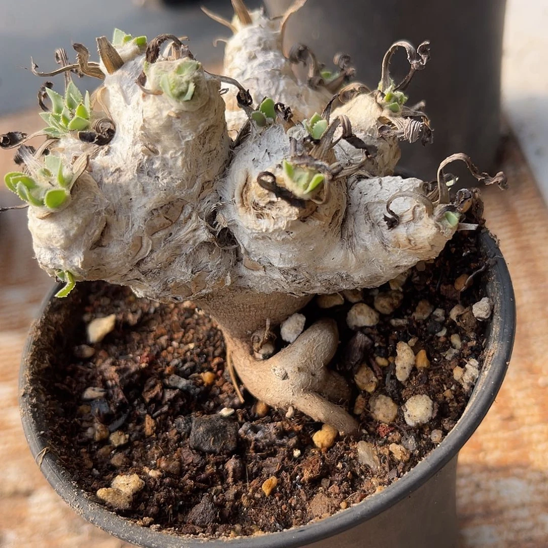 实生刨花厚敦菊一物一拍