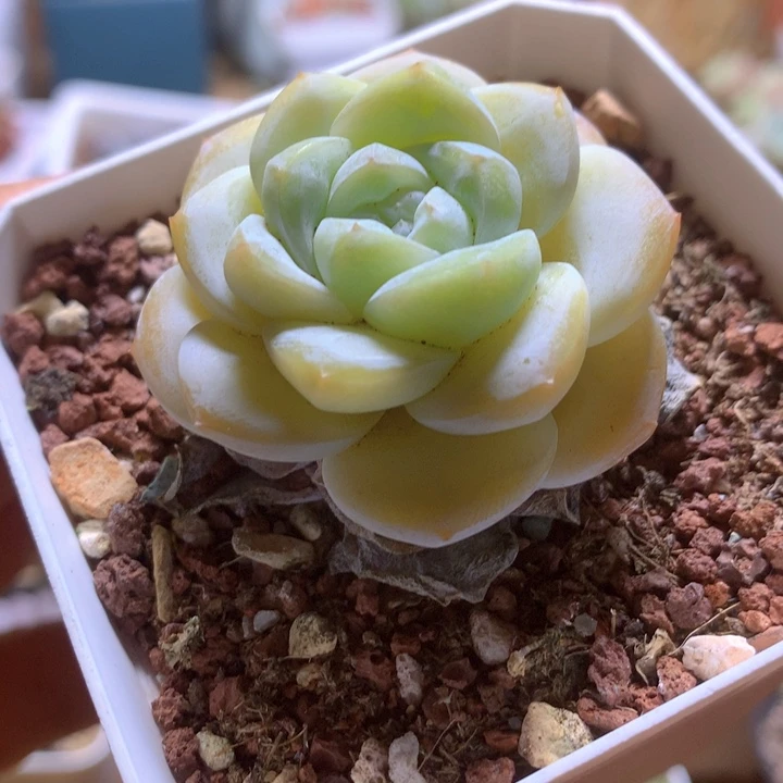 小精控雪媚娘一物一拍