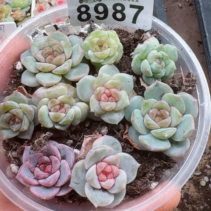 多肉植物多肉植物