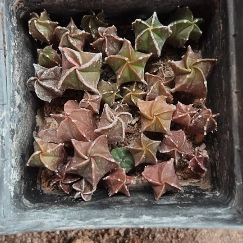 2452一大盆仙人球苗