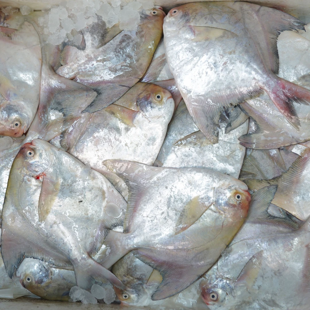 小斗枪鱼新鲜到货冰鲜发货 新鲜顺丰包邮 肉质鲜美美味鲜甜