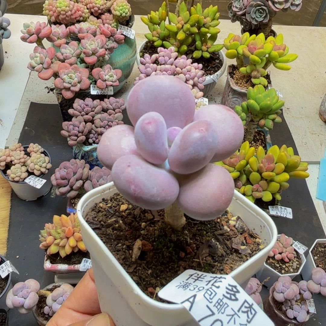 706蛋黄奶5cm多肉