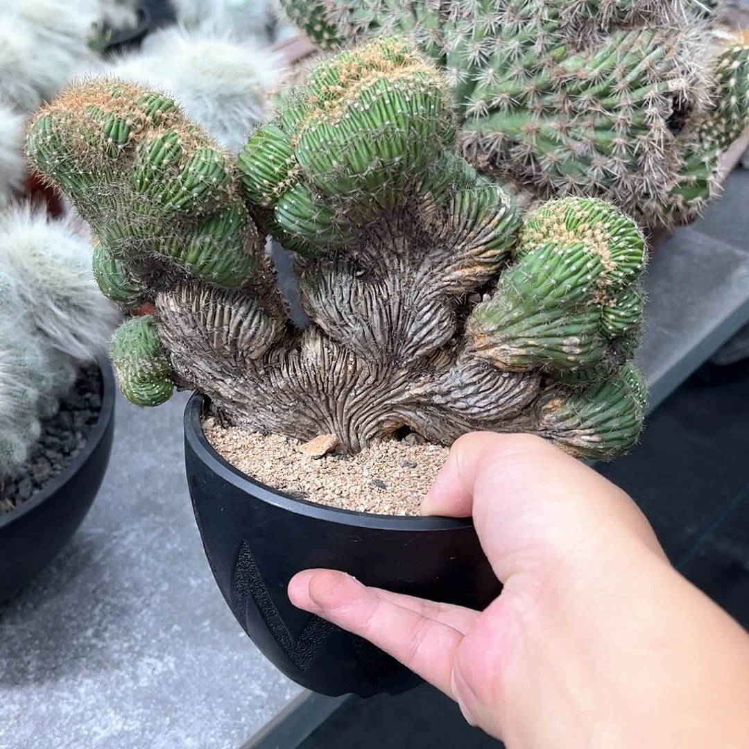 叫***k红花世界图缀化88888