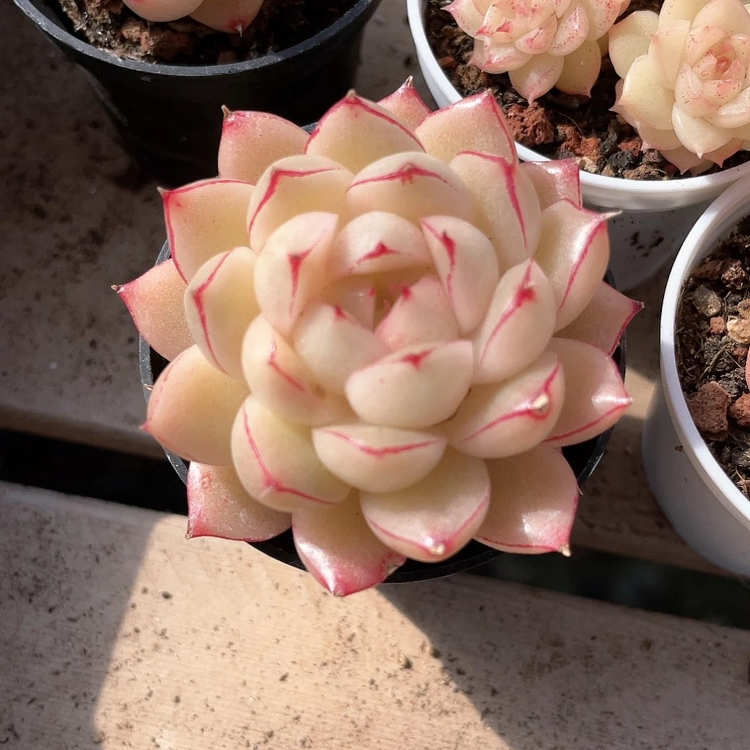 优选麦秆福利8771