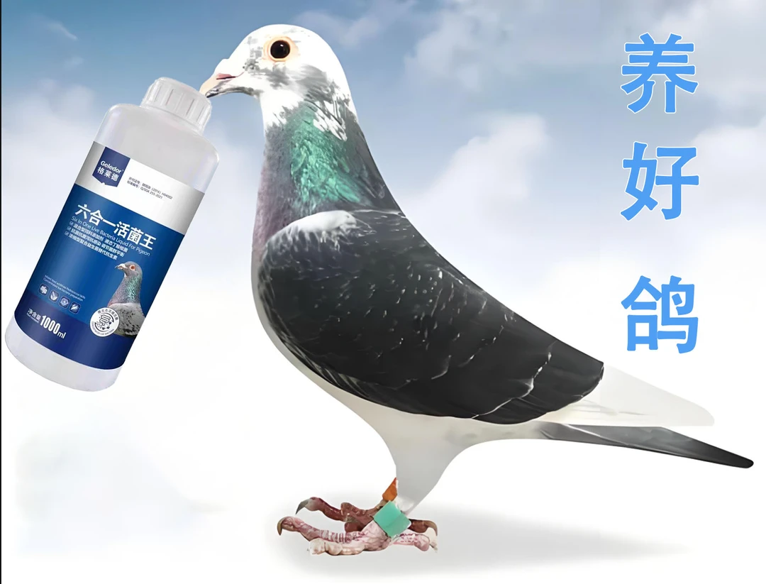 【养好鸽】养鸽先养肠，养好鸽子信鸽赛鸽