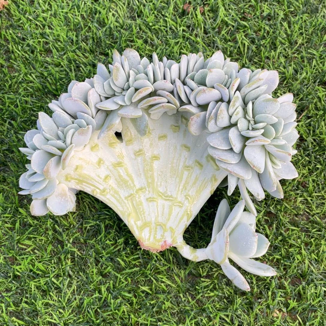 奶茶缀化多肉植物