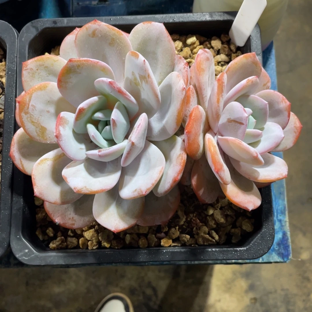 一物一拍中通快递