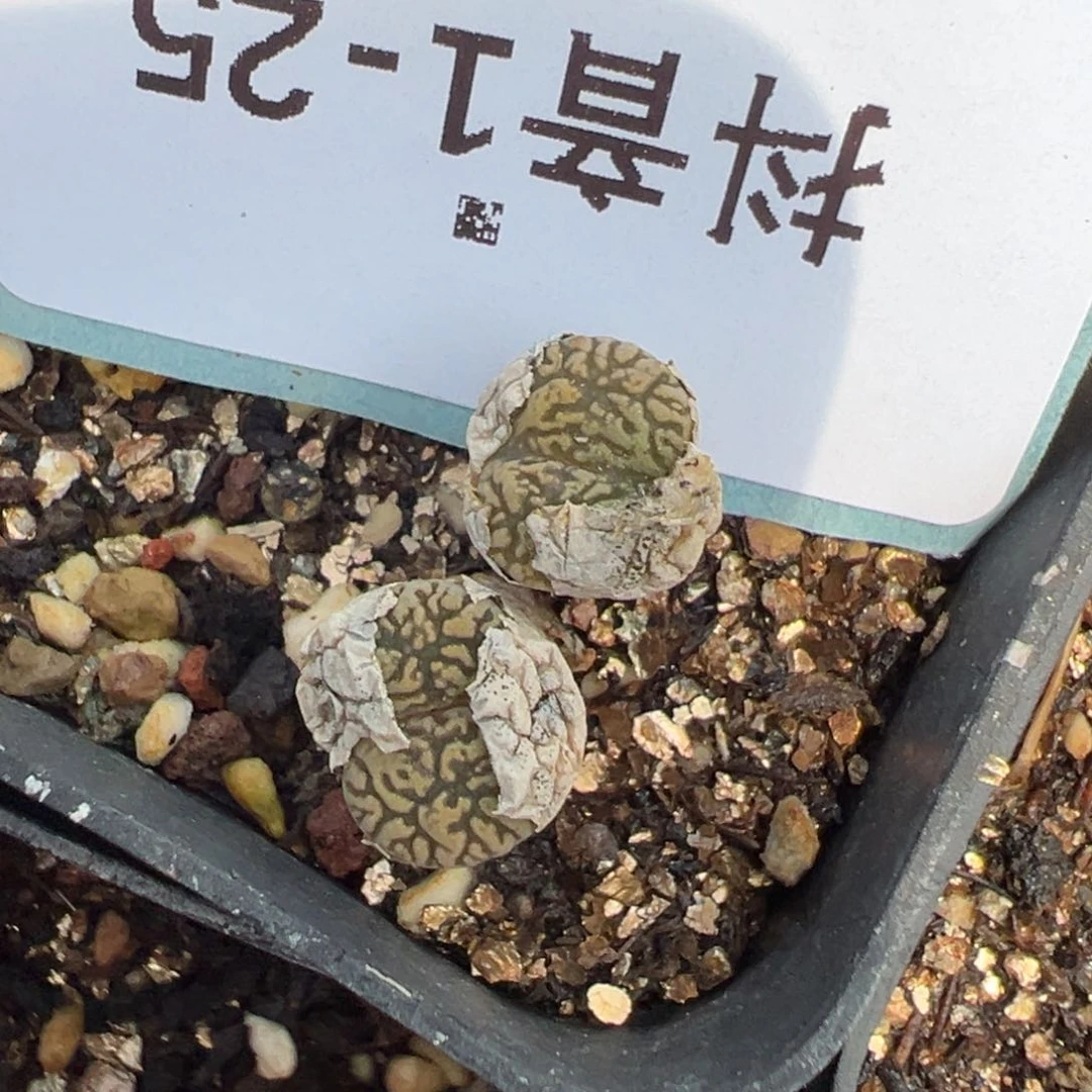 1-25鸟哈尼多肉植物，