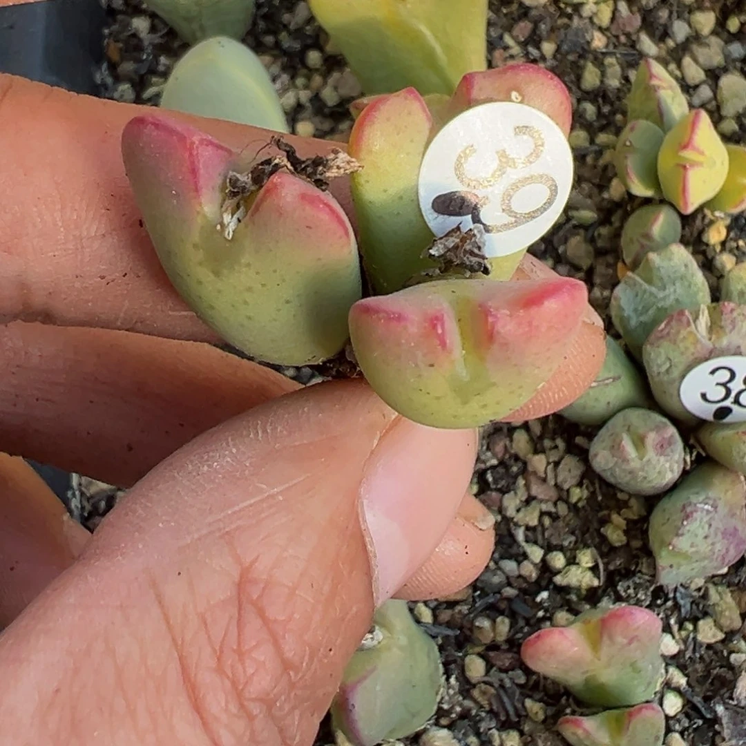 佛*渡多肉植物1111111111111