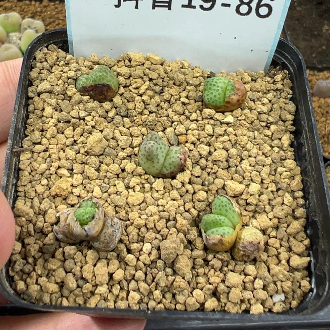 19-86龙猫斑马多肉植物