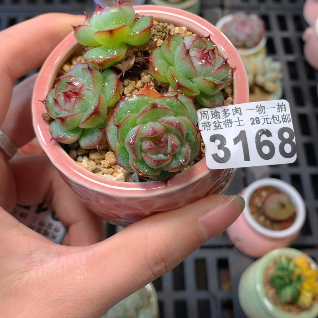 5厘米盆精控多肉3168
