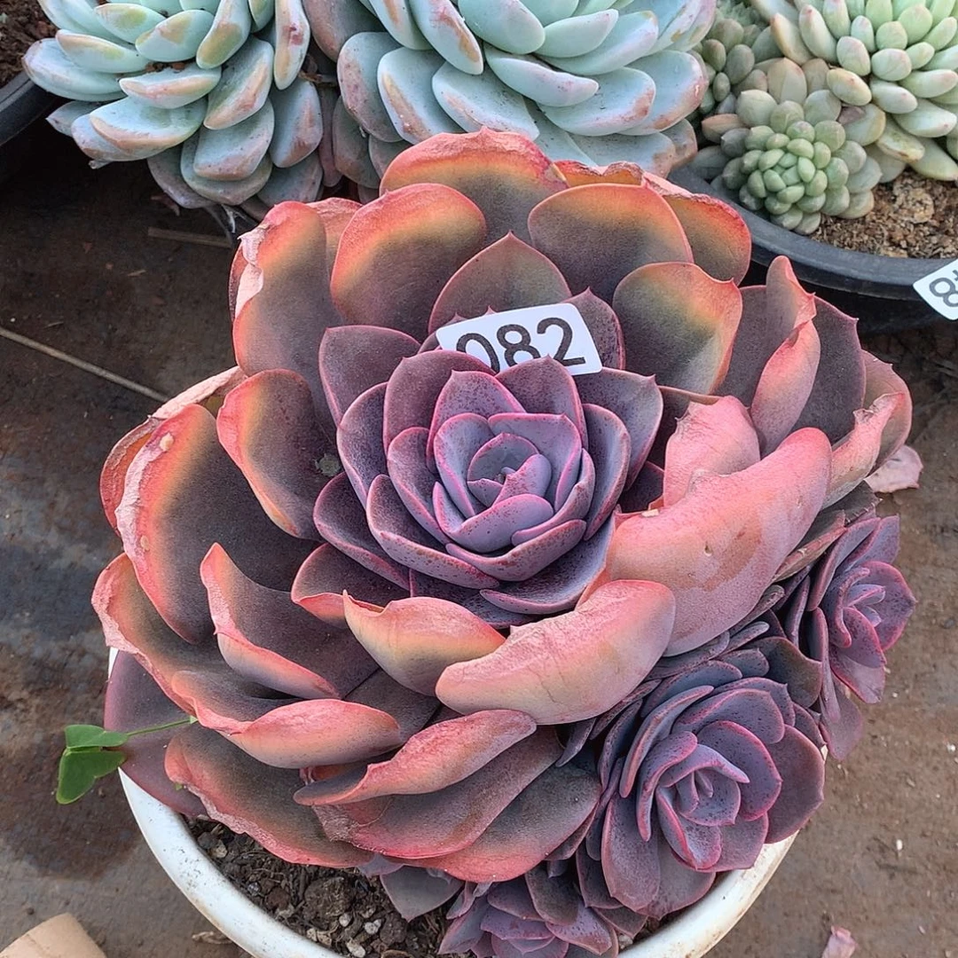 082尘埃一物一拍多肉