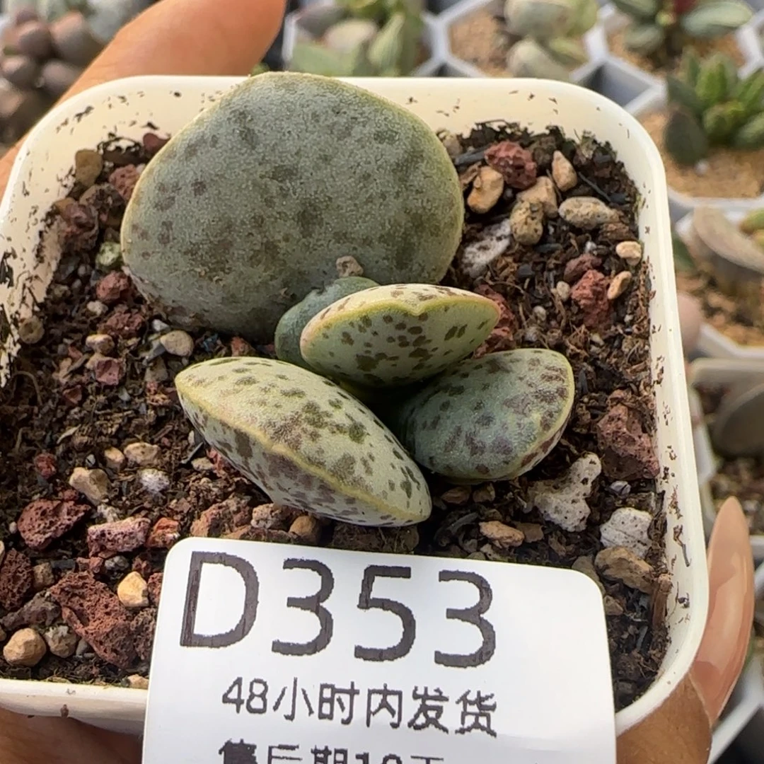 福利多肉。   353。