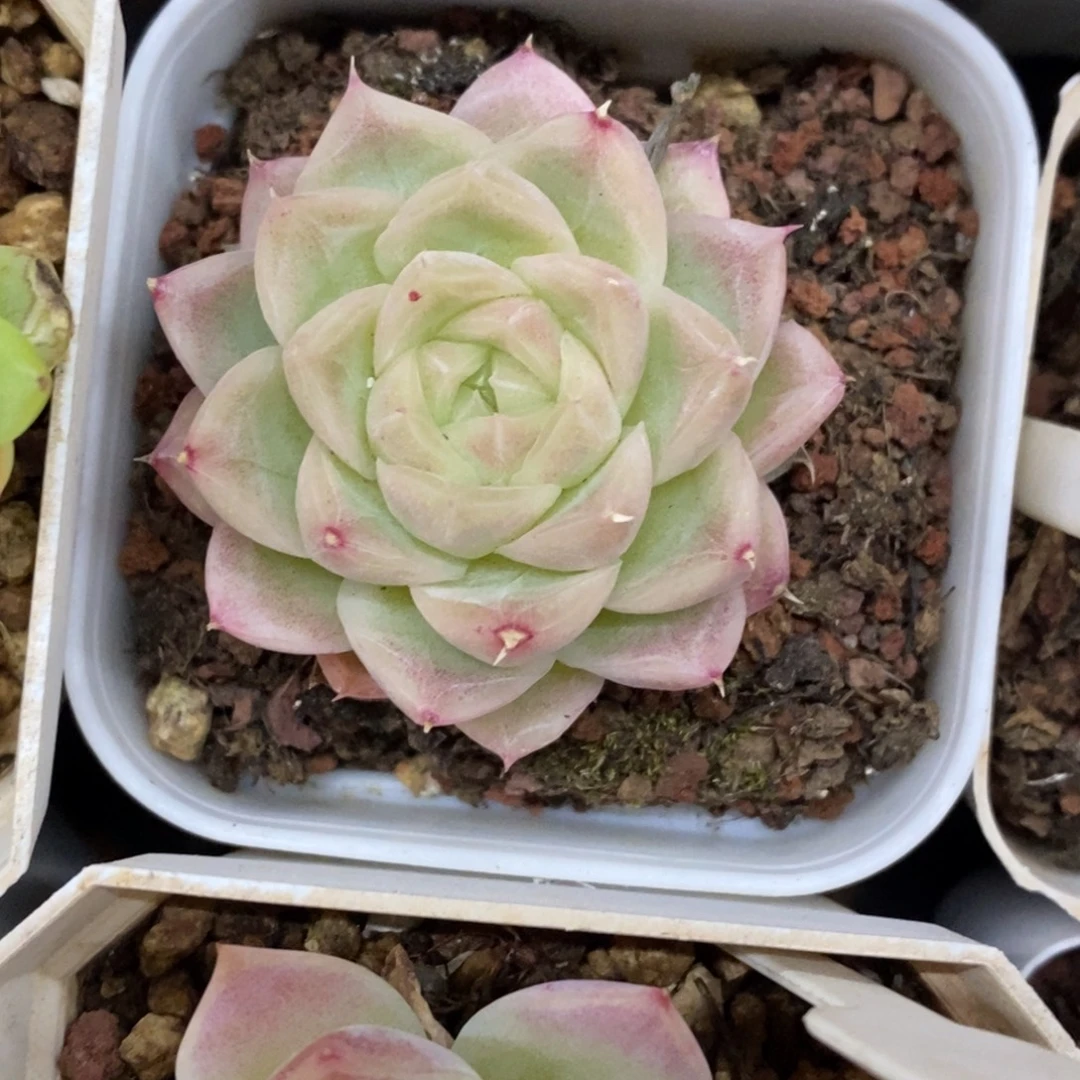 精品多肉一物一拍不包整466