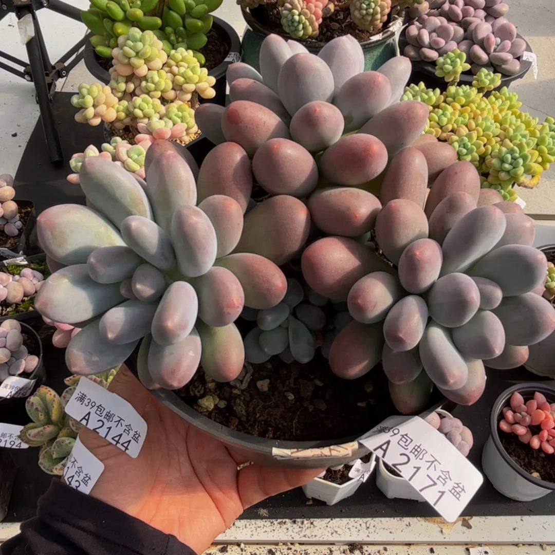 2171蛋黄奶14多肉