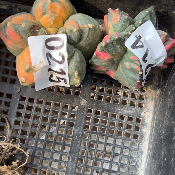 冬***鱼两个鸾锦仙人球214-215