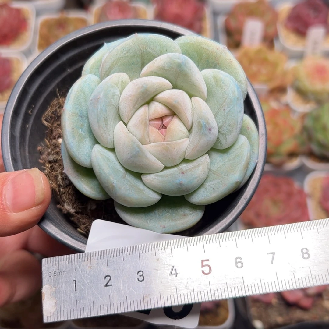 X*657 多肉植物组合盆栽