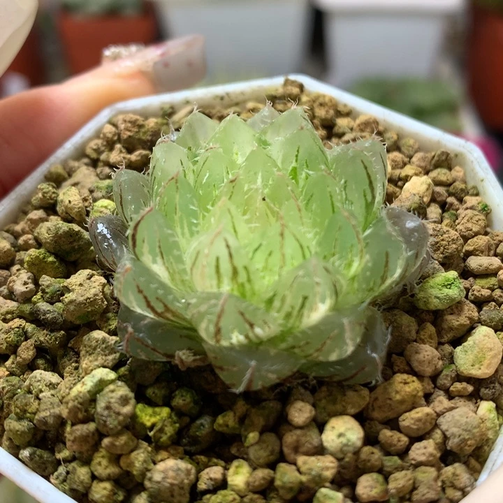 翠云玉露锦带盆土发货