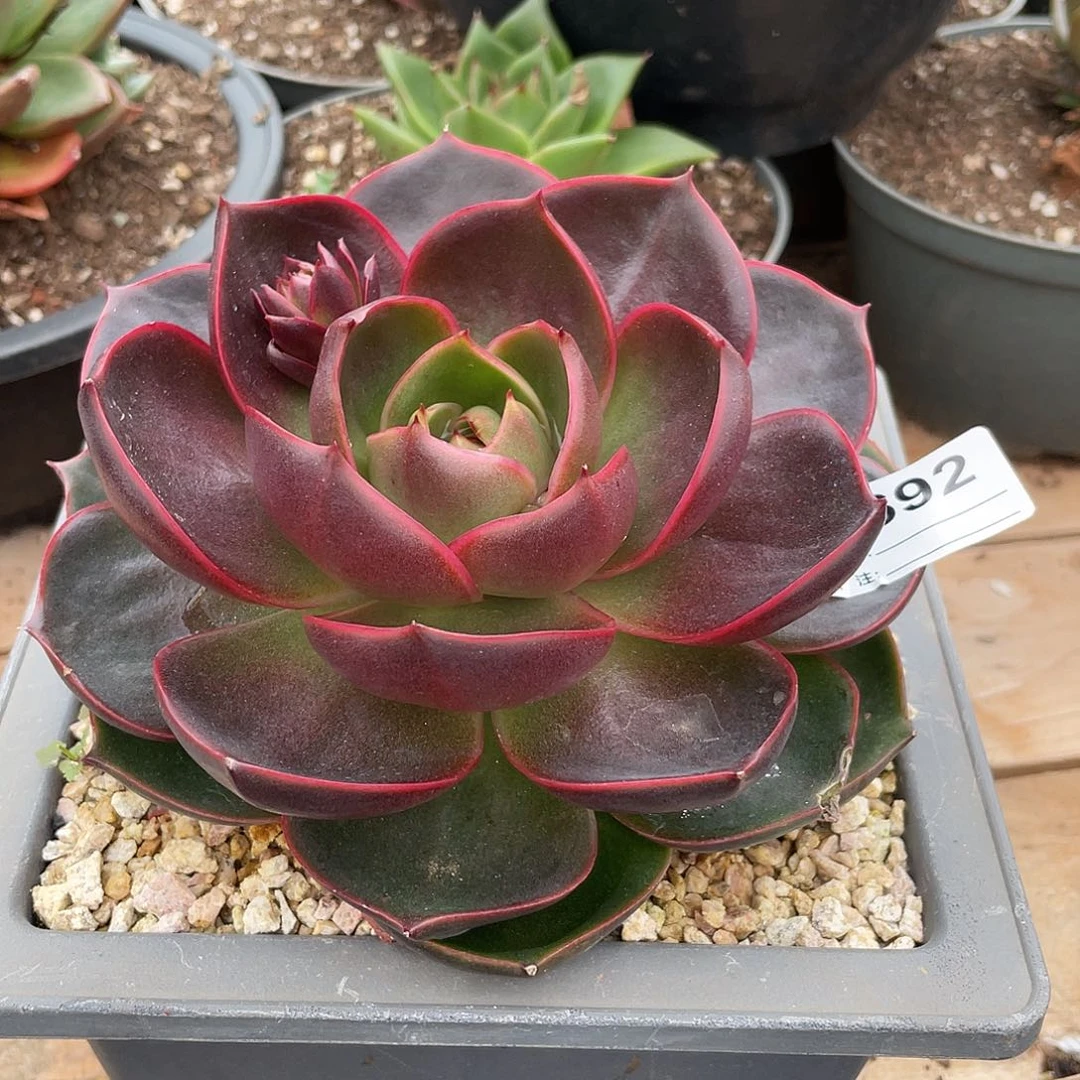 若如东云单拍D692