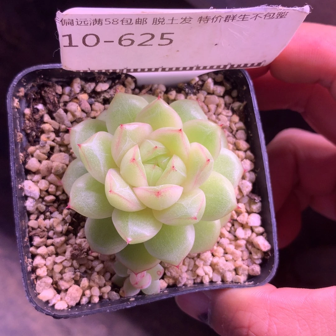 麦秆优选精品多肉58包邮