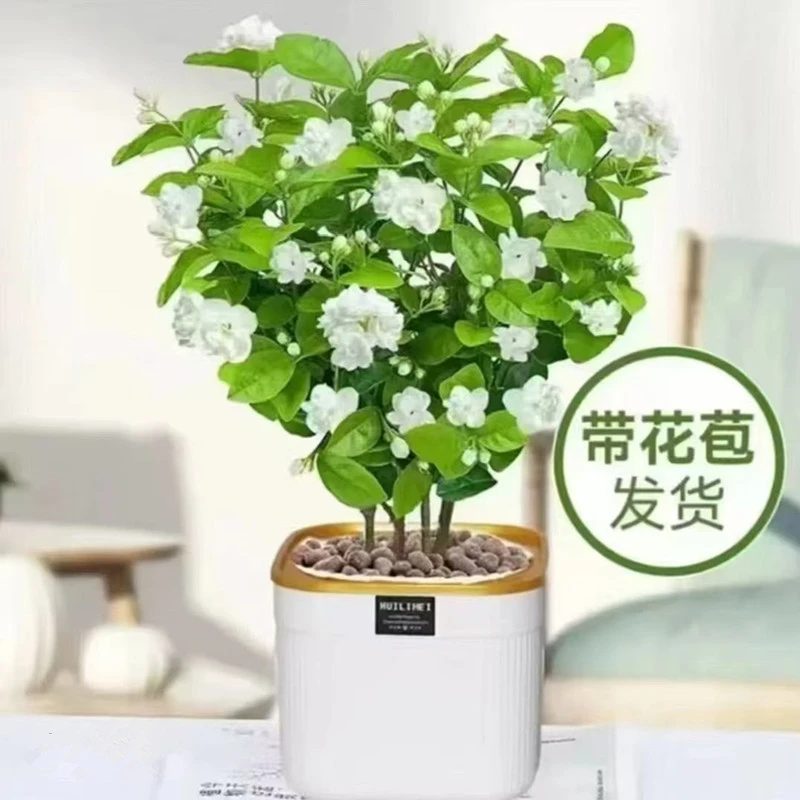 茉莉花盆栽带花苞四季开花不断浓香防蚊好养室内外绿植