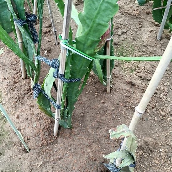 浮***梦完全开放令箭何花238号