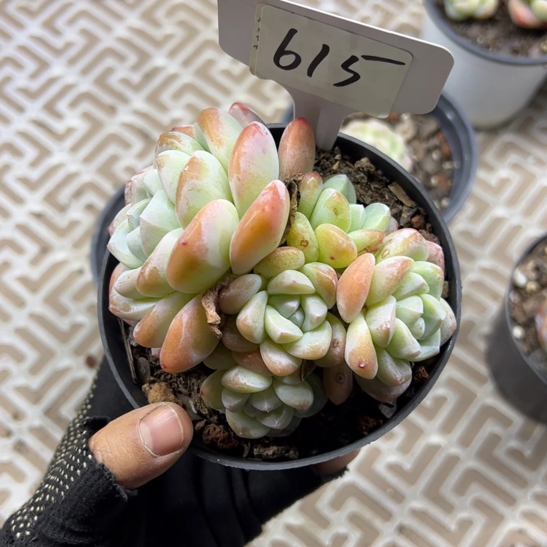 红陶615号多肉植物