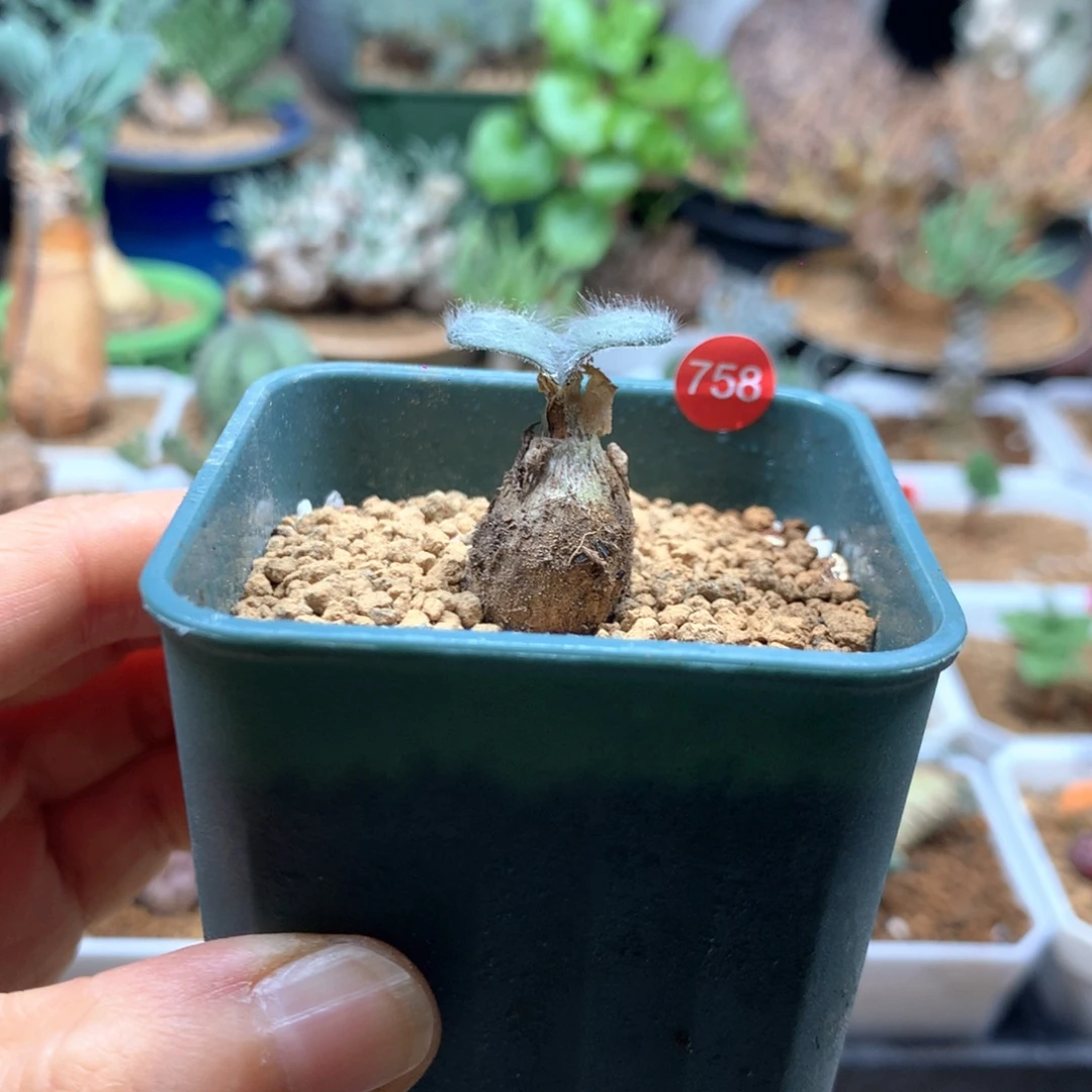 毛叶石蒜带盆母本758