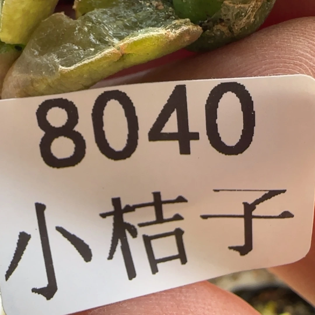 【闪购商品】爱****糕8040