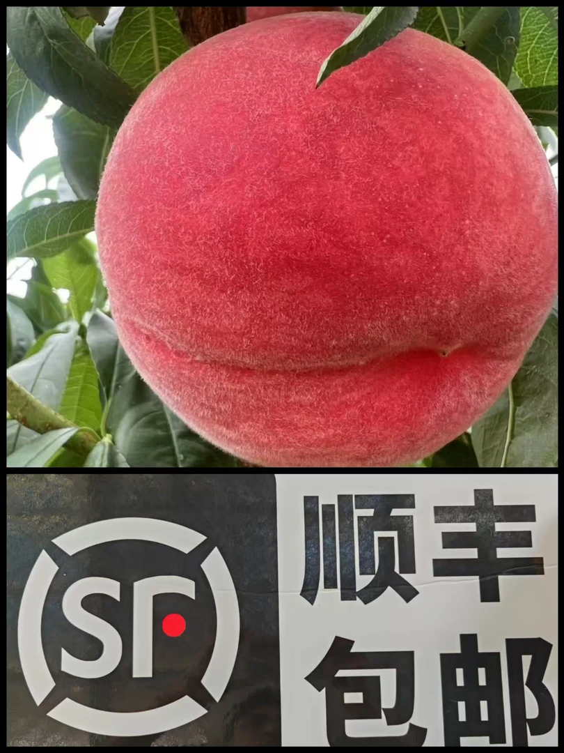 天水秦安蜜桃（省内省外均可拍，顺丰包邮）福利，可速拍