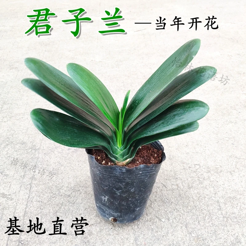 精品君子兰盆栽植物室内外四季常青花卉阳台客厅开花好养易活植物